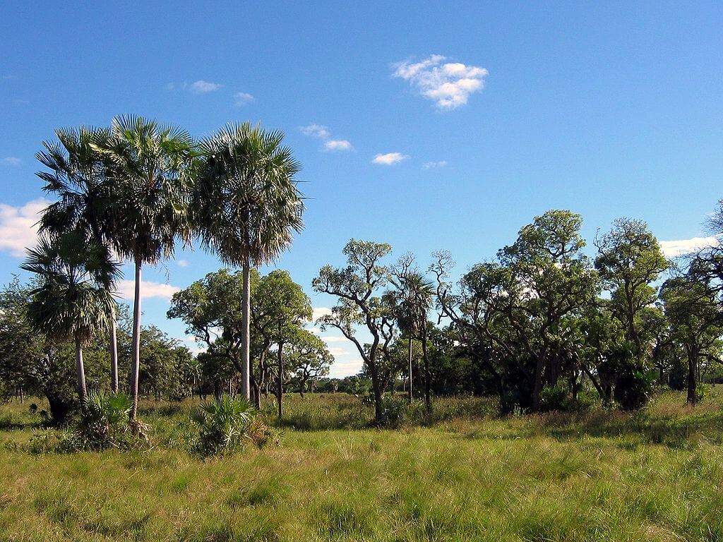 The Gran Chaco A Blend of Biodiversity and Challenges LAC Geo